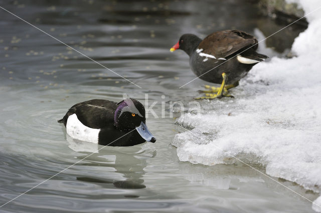 Tufted Duck (Aythya fuligula)