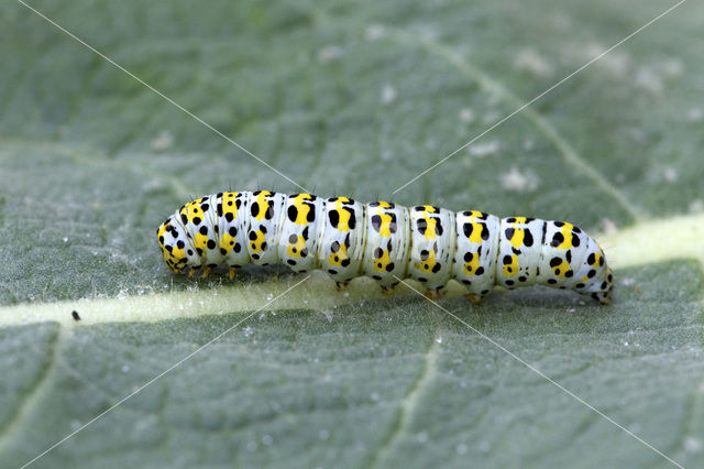 Kuifvlinder (Shargacucullia verbasci)