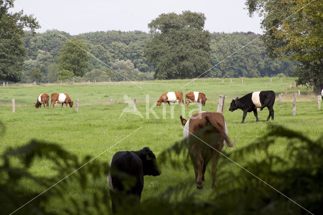 Dutch Belted Cow