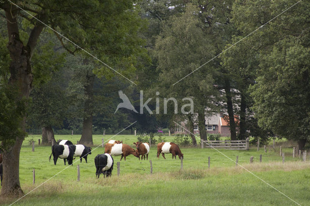 Dutch Belted Cow