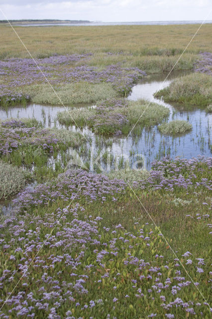 Lamsoor (Limonium vulgare)