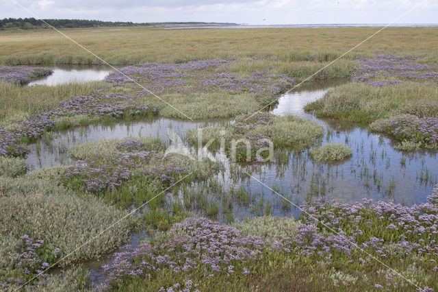 Lamsoor (Limonium vulgare)