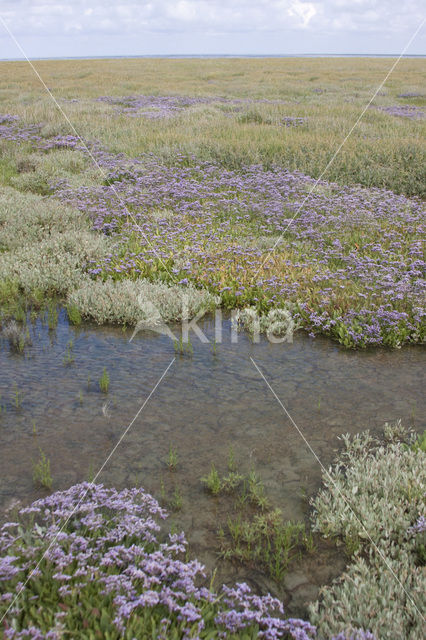 Lamsoor (Limonium vulgare)