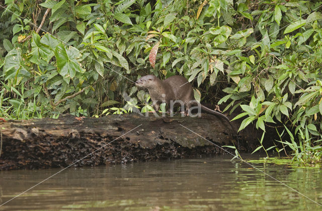 Long-tailed Otter (Lutra longicaudis)