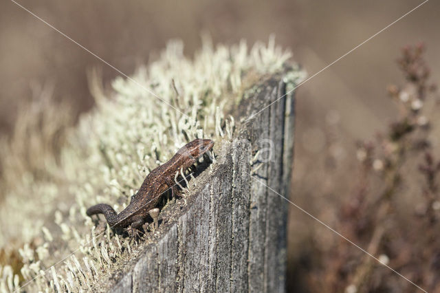 Levendbarende hagedis (Zootoca vivipara)