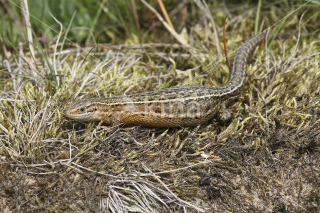 Levendbarende hagedis (Zootoca vivipara)