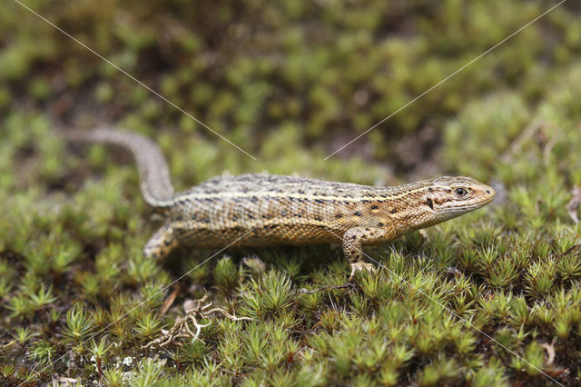 Viviparous Lizard (Zootoca vivipara)