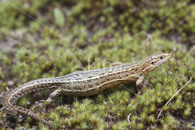 Levendbarende hagedis (Zootoca vivipara)