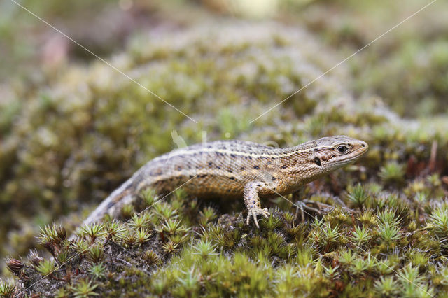 Levendbarende hagedis (Zootoca vivipara)