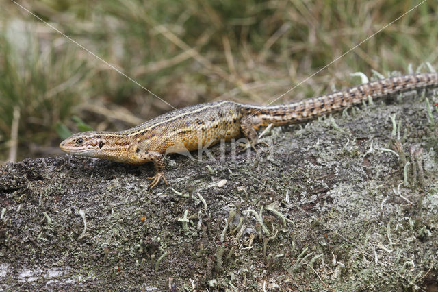 Levendbarende hagedis (Zootoca vivipara)