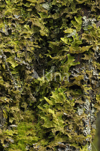Liverwort (Marchantia spec.)