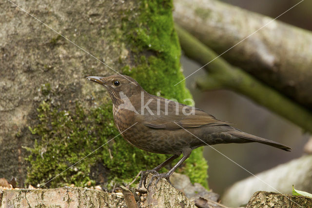 Eurasian Blackbird (Turdus merula)