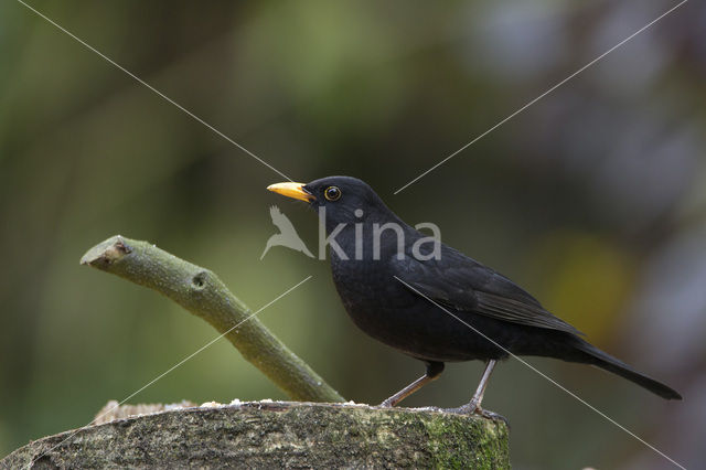 Eurasian Blackbird (Turdus merula)
