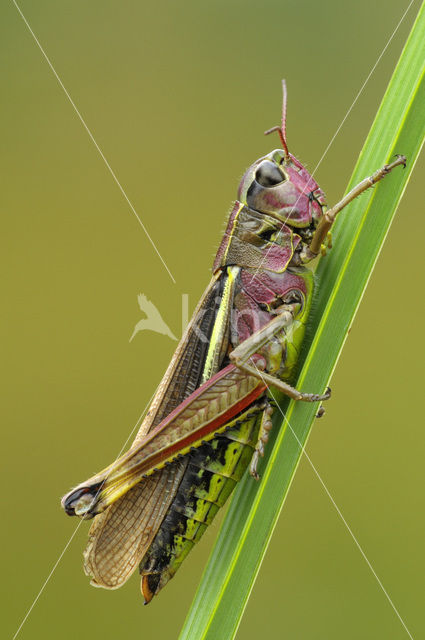 Moerassprinkhaan (Stethophyma grossum)