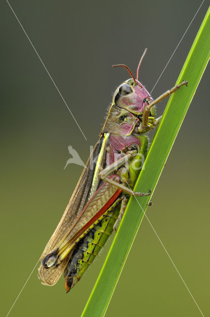 Moerassprinkhaan (Stethophyma grossum)