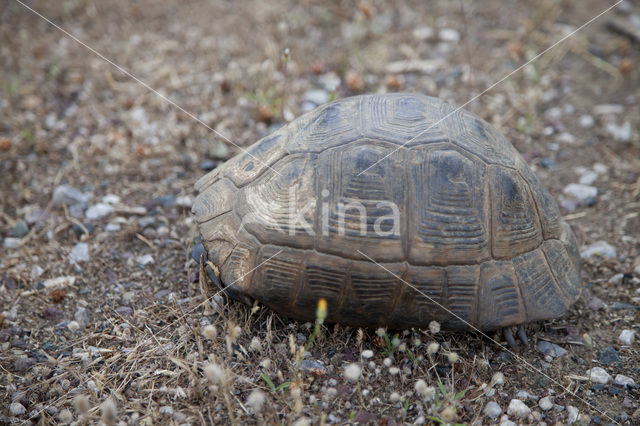 Moorse landschildpad (Testudo graeca)