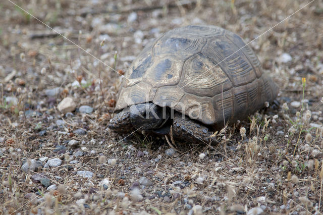 Moorse landschildpad (Testudo graeca)