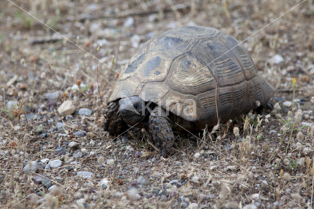 Moorse landschildpad (Testudo graeca)