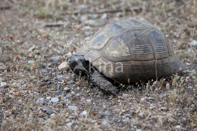 Moorse landschildpad (Testudo graeca)