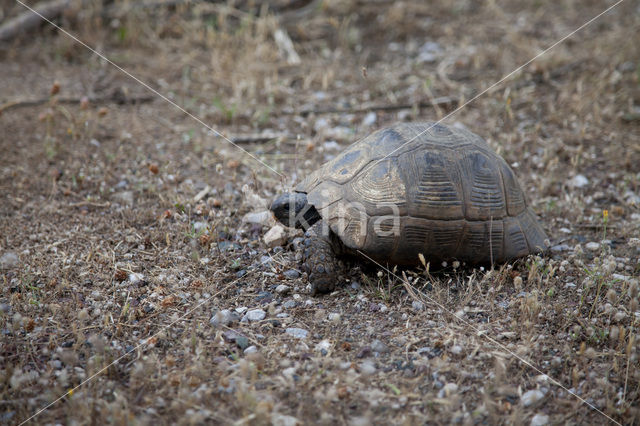 Moorse landschildpad (Testudo graeca)