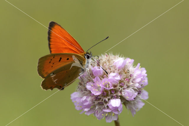 Scarce Copper (Lycaena virgaureae)