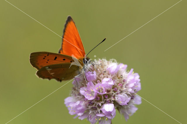 Scarce Copper (Lycaena virgaureae)