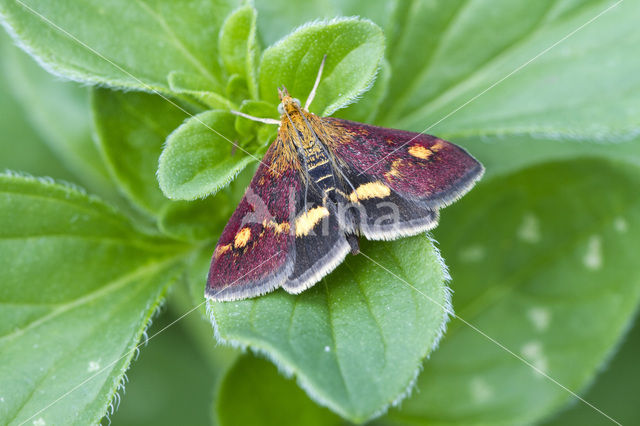 Muntvlinder (Pyrausta aurata)