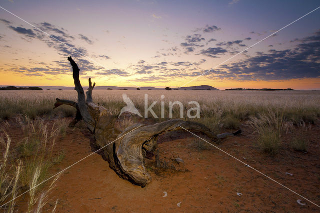 Namibwoestijn
