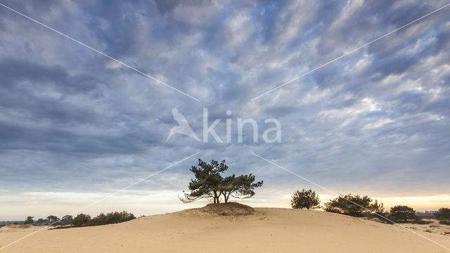 Nationaal Park Drents-Friese Wold