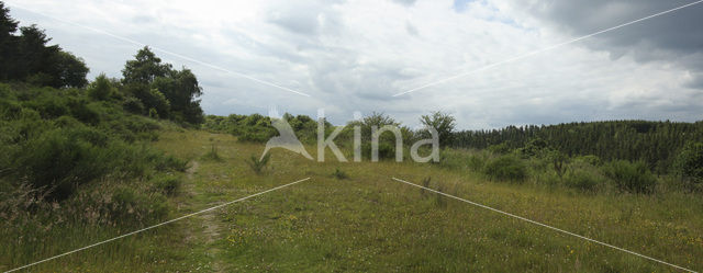 Nationalpark Eifel