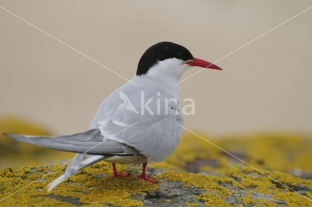 Noordse Stern (Sterna paradisaea)