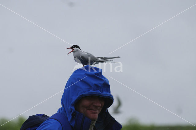 Arctic Tern (Sterna paradisaea)