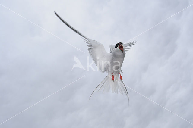 Arctic Tern (Sterna paradisaea)