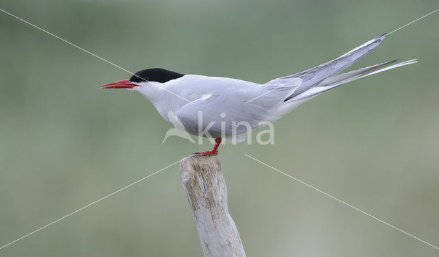 Arctic Tern (Sterna paradisaea)