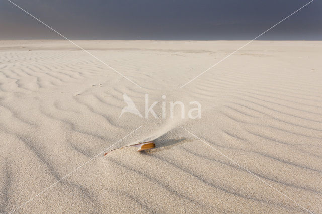 Northsea beach