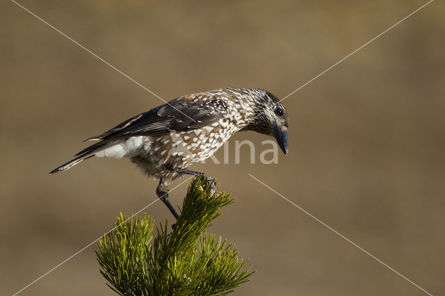 Eurasian Nutcracker (Nucifraga caryocatactes)