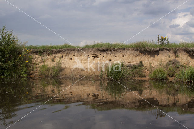 Bank Swallow (Riparia riparia)