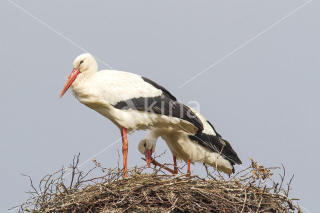 White Stork (Ciconia ciconia)