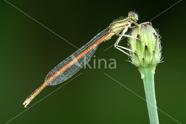 Oranje breedscheenjuffer (Platycnemis acutipennis )