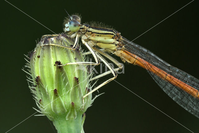 Oranje breedscheenjuffer (Platycnemis acutipennis )