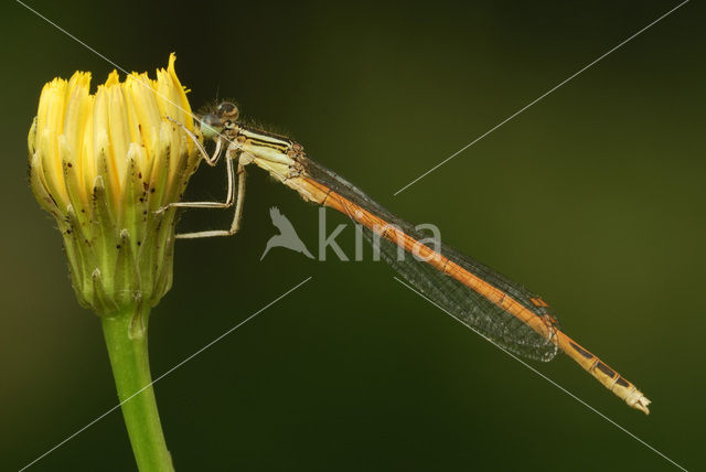 Oranje breedscheenjuffer (Platycnemis acutipennis )