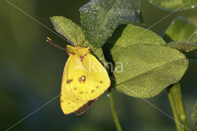 Clouded Yellow (Colias croceus)