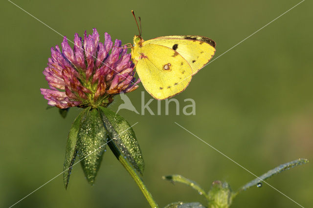 Oranje luzernevlinder (Colias croceus)