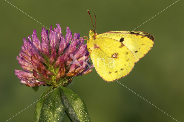 Oranje luzernevlinder (Colias croceus)