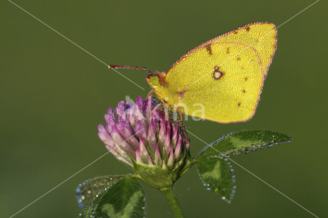 Clouded Yellow (Colias croceus)