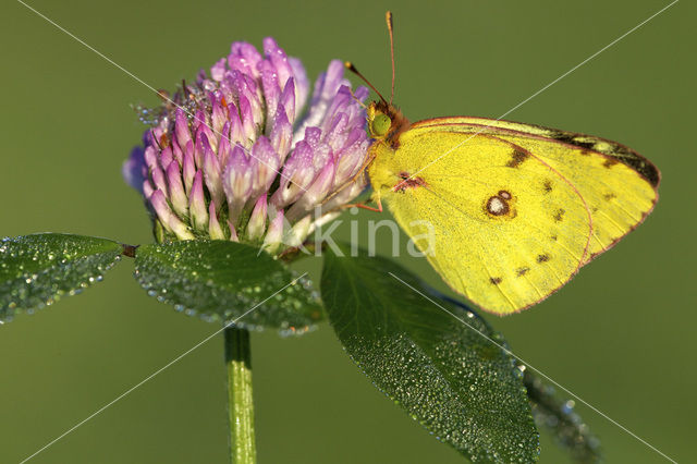 Clouded Yellow (Colias croceus)