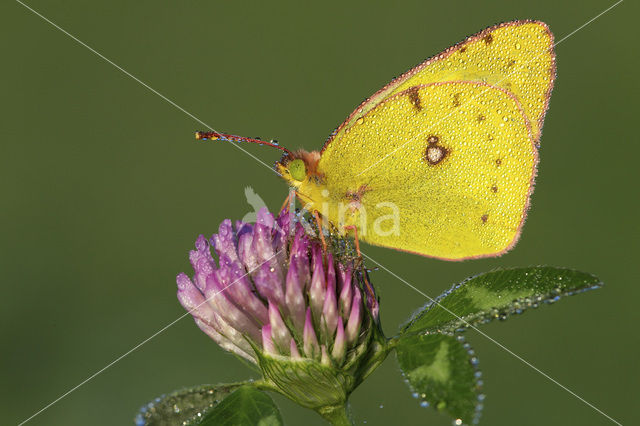 Oranje luzernevlinder (Colias croceus)