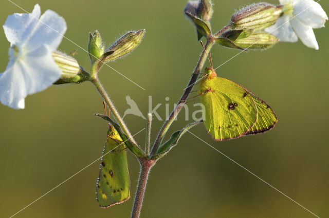 Clouded Yellow (Colias croceus)