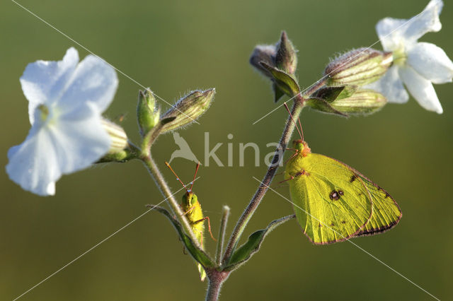 Clouded Yellow (Colias croceus)