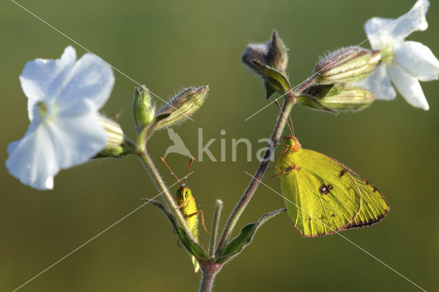 Oranje luzernevlinder (Colias croceus)